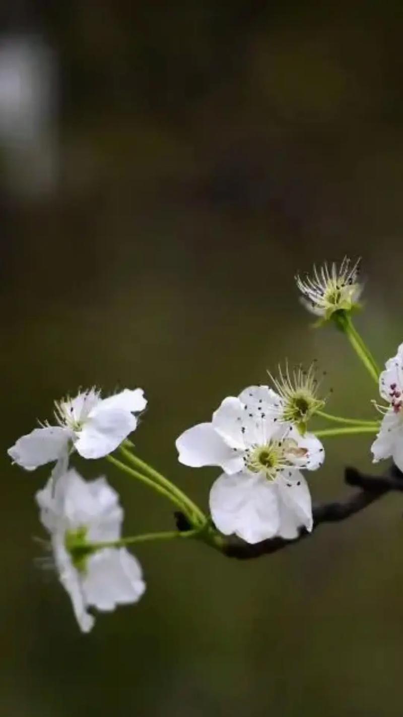哪种花象征永不分离？花语中表达永恒的含义是什么？
