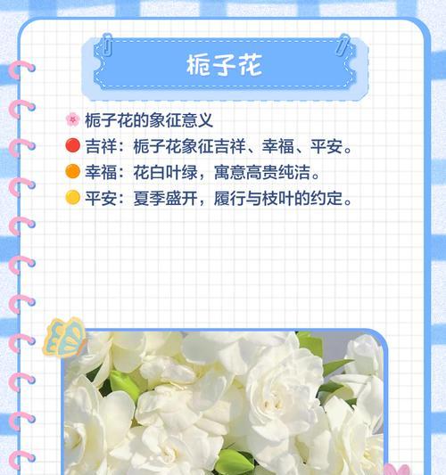 哪种花象征永不分离？花语中表达永恒的含义是什么？