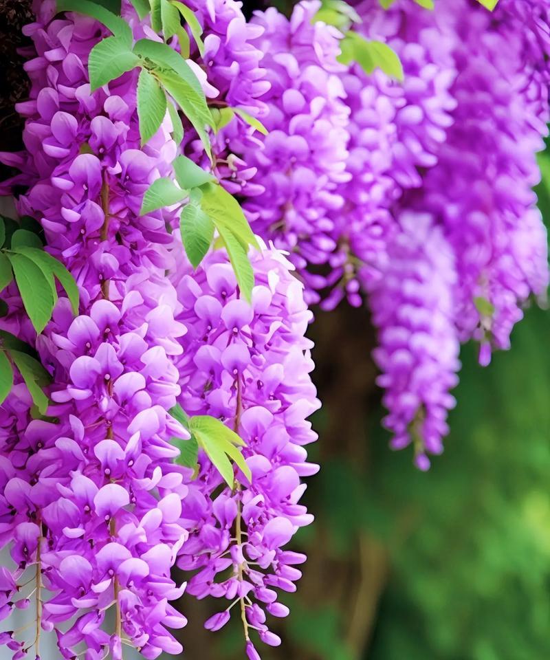哪种花象征永不分离？花语中表达永恒的含义是什么？