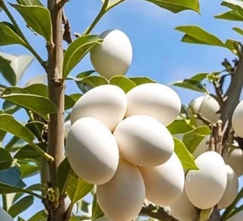 树上挂花的文化象征是什么？它代表了什么意义？
