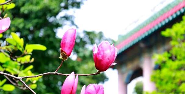 树上挂花的文化象征是什么？它代表了什么意义？