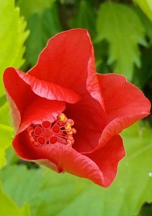 花不败的含义是什么？