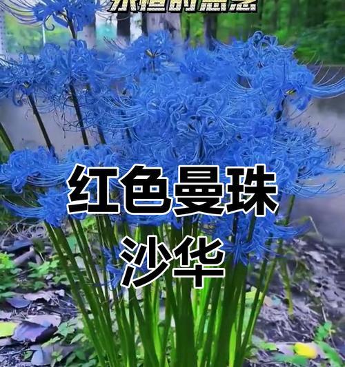 彼岸花寓意何在？