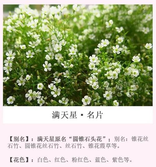 满天星花语代表什么？