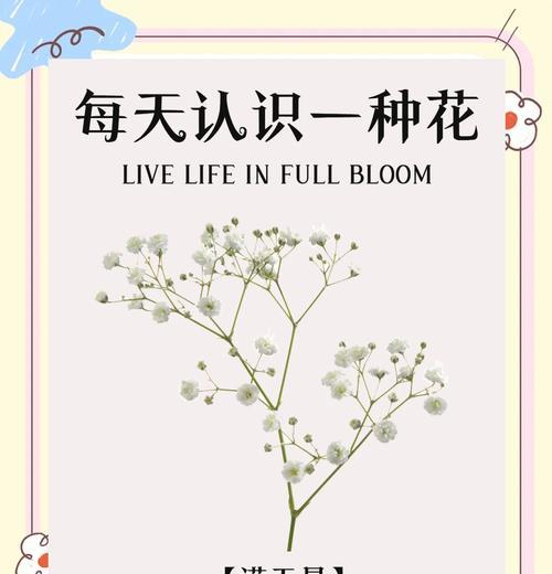 满天星花语代表什么？