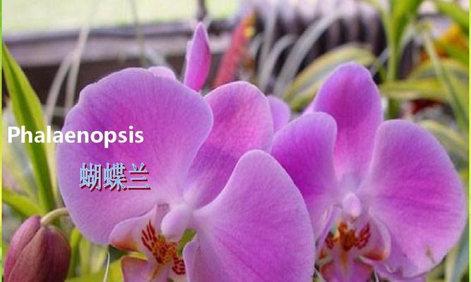 天道树花在宗教哲学中的意义是什么？