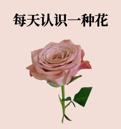 天道树花在宗教哲学中的意义是什么？