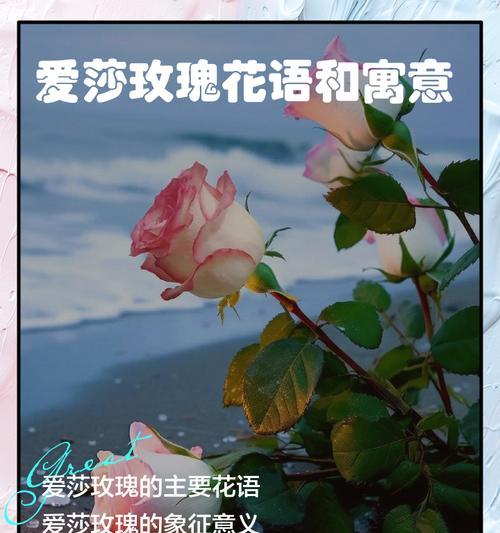 橙玫瑰花语代表什么？橙玫瑰的寓意有哪些？