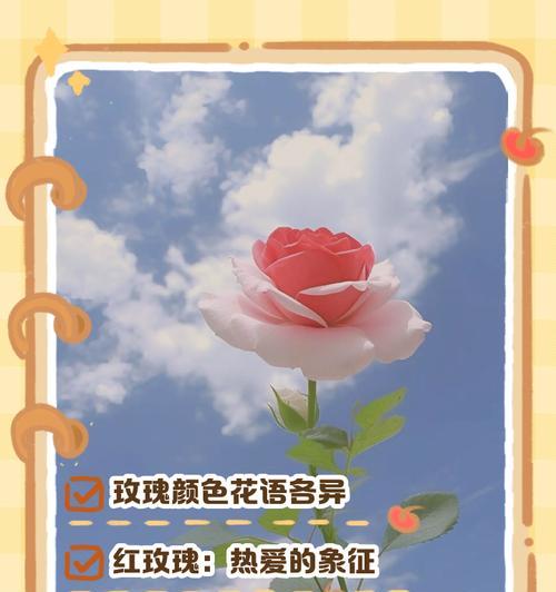 橙玫瑰花语代表什么？橙玫瑰的寓意有哪些？