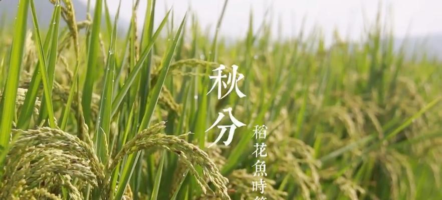 成语稻花鱼的寓意是什么？它如何象征丰收？