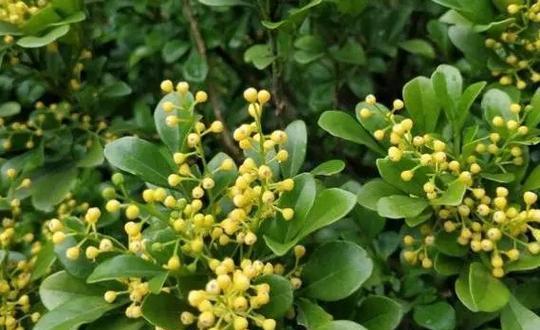 识别花卉香味的含义是什么？花卉香味在文化中有哪些象征？