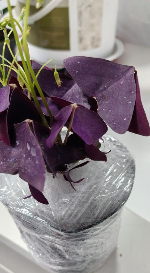 酢浆草象征幸运的花有哪些及其含义是什么？