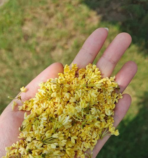 桂花象征着什么？桂花的含义是什么？