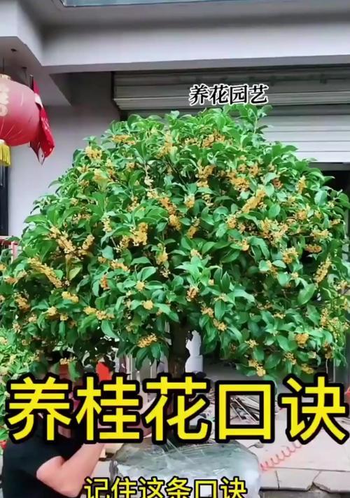 桂花象征着什么？桂花的含义是什么？