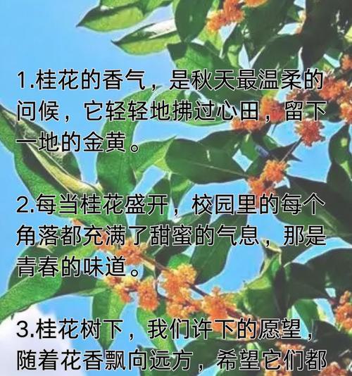 桂花象征着什么？桂花的含义是什么？