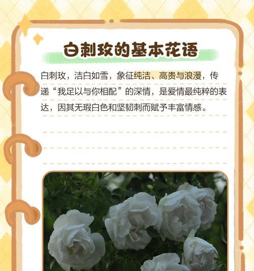 白香皂花有何含义？白香皂花代表了什么？