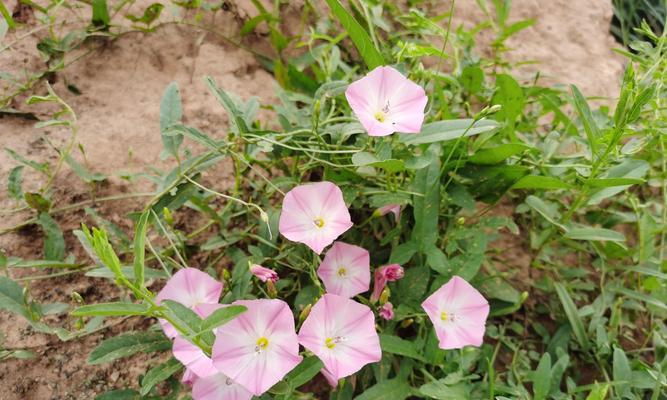 旋花代表了什么含义？