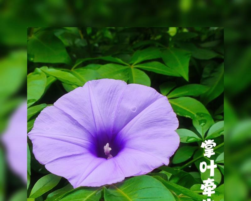 旋花代表了什么含义？