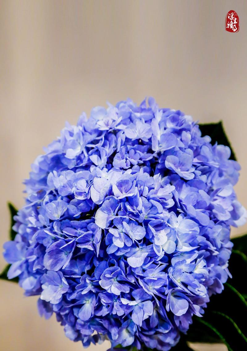 花语中浪漫的花有哪些？