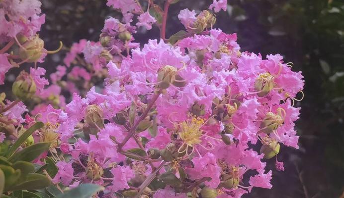 哪种花象征着繁华？