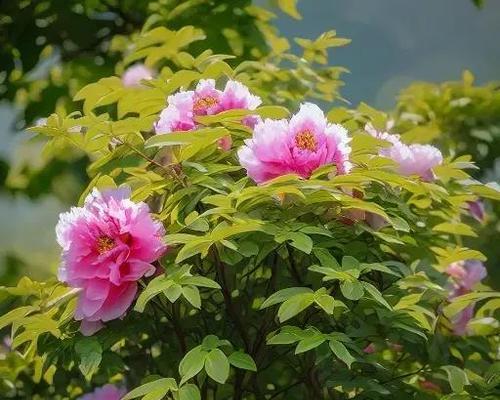 哪种花象征着繁华？