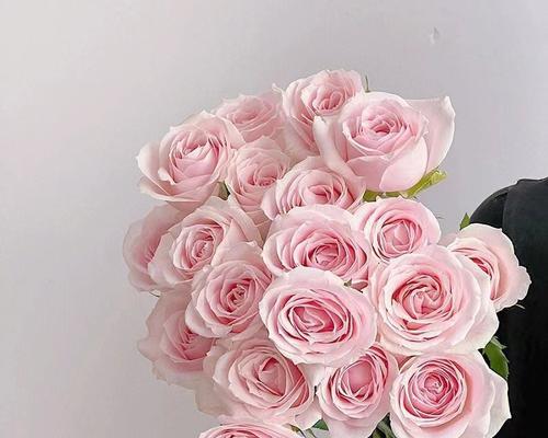 粉色花的寓意是什么？粉色花代表什么情感？