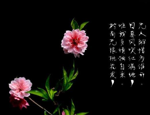 美人象征花的诗句有哪些？古诗中如何描绘花卉与美人的关系？