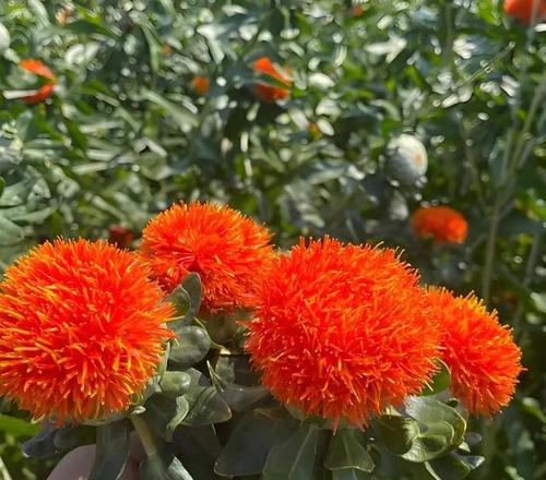 红花花语代表什么？红色花朵的象征与文化意义有何不同？