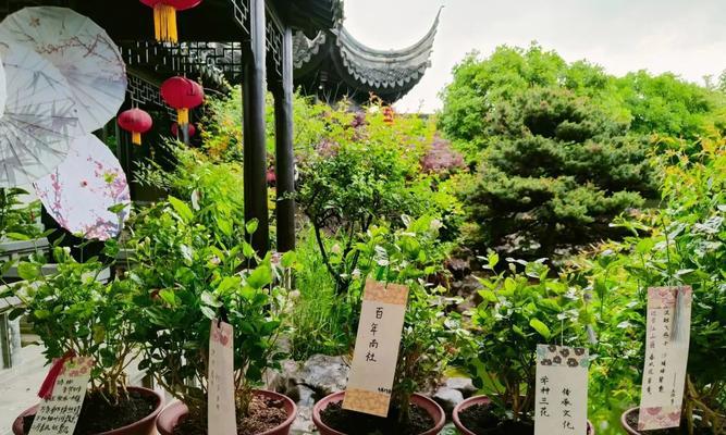 三花在不同文化中的含义有何不同?