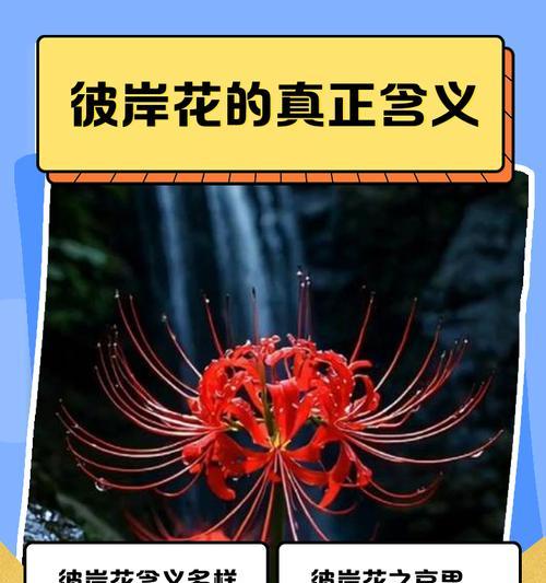 普通花朵隐藏的特殊含义是什么？