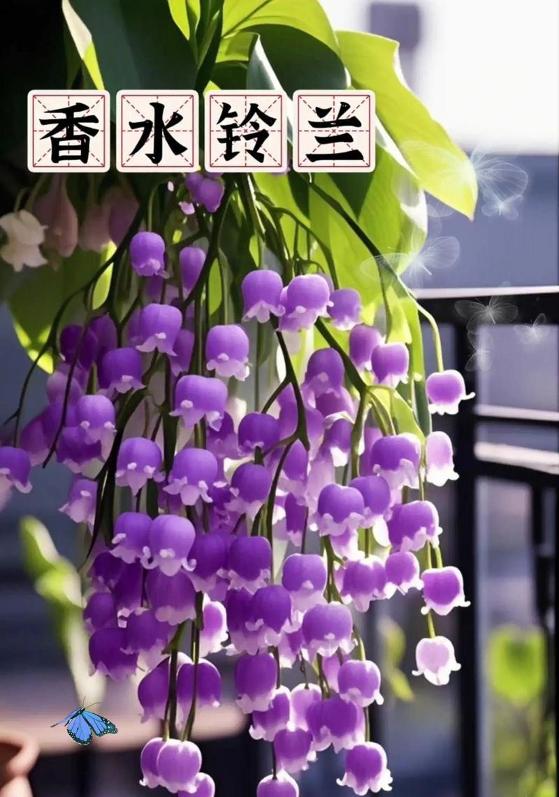 遇见的花语和象征遇见的花是什么？