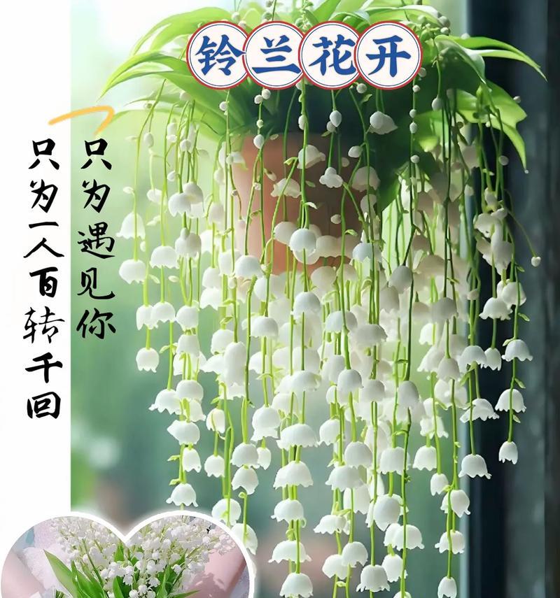 遇见的花语和象征遇见的花是什么？