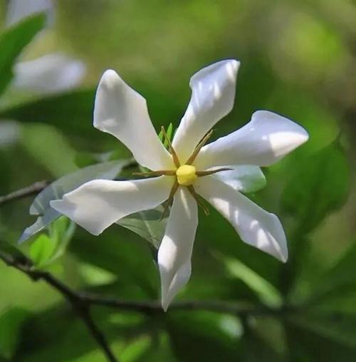 凋零栀子花象征什么？花卉语言中传递了什么信息？