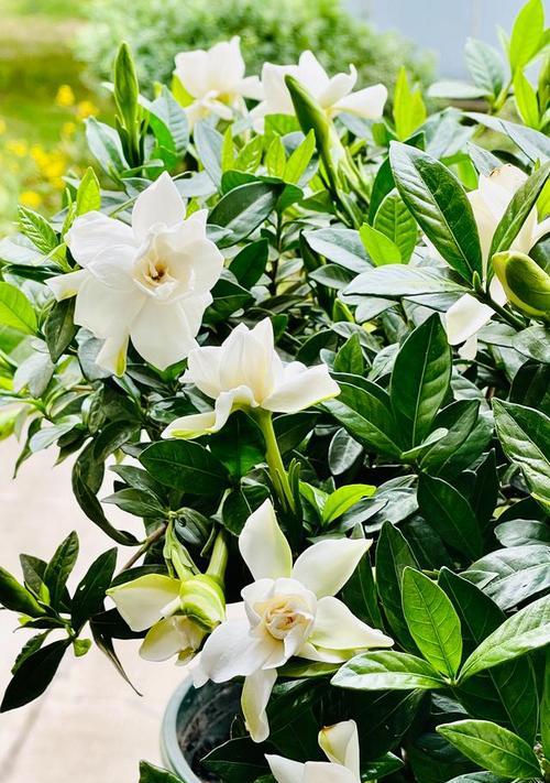 凋零栀子花象征什么？花卉语言中传递了什么信息？