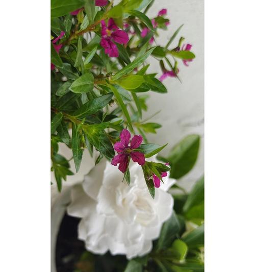 凋零栀子花象征什么？花卉语言中传递了什么信息？