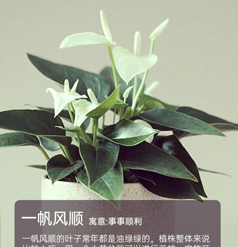 门花的寓意是什么？门花代表什么？