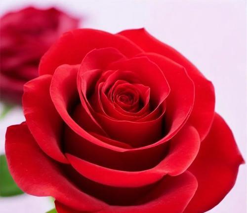 红玫瑰的花语含义是什么？它真的代表爱情吗？