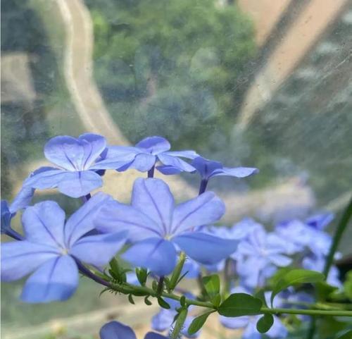 海军蓝色象征的花卉有哪些？它们的花语是什么？