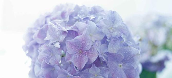 海军蓝色象征的花卉有哪些？它们的花语是什么？