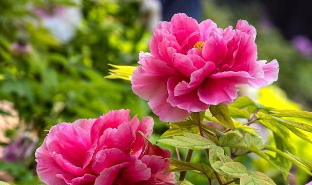 80支的花代表什么含义？它象征着什么？