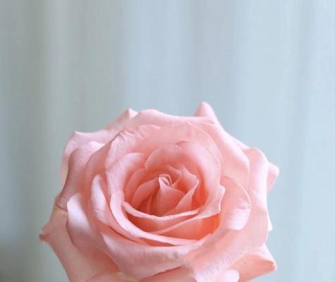 80支的花代表什么含义？它象征着什么？
