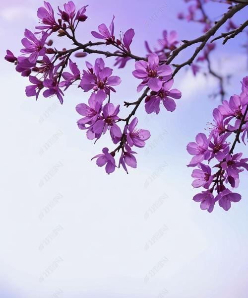 树枝花的含义是什么？