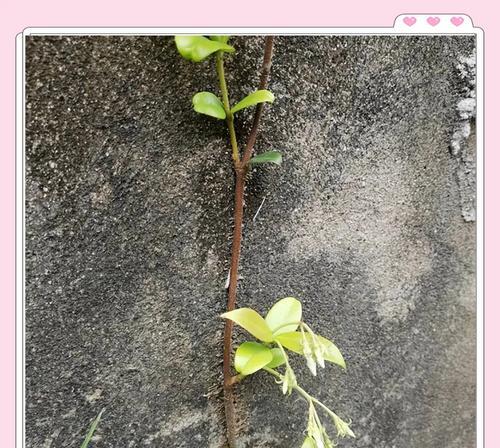 寓意好攀爬的花有哪些？哪些花卉适合用于墙面绿化？