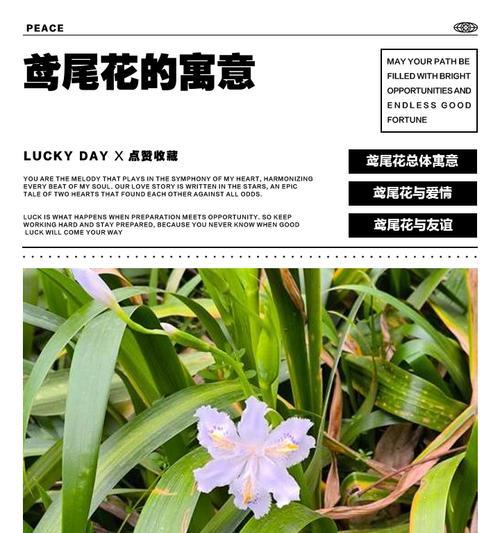 拥有花代表什么含义？花的拥有含义是什么？