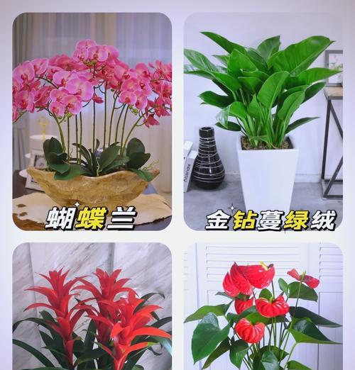 拥有花代表什么含义？花的拥有含义是什么？