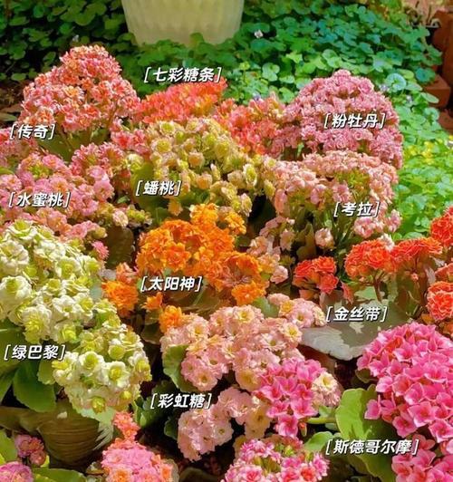 拥有花代表什么含义？花的拥有含义是什么？