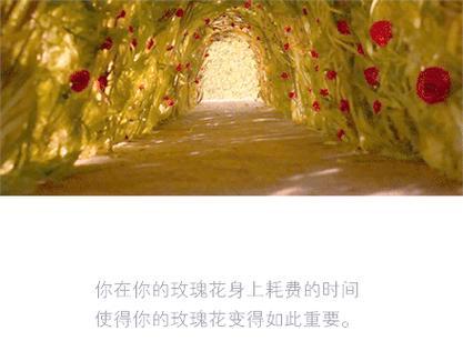 小王子中花卉的寓意是什么？它们代表了什么？