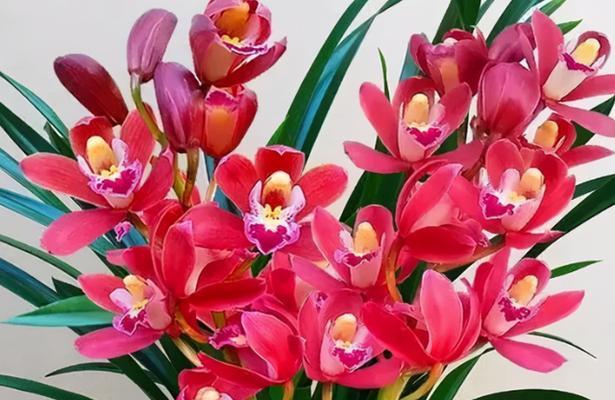 红色金刚花在花卉文化中扮演什么角色？