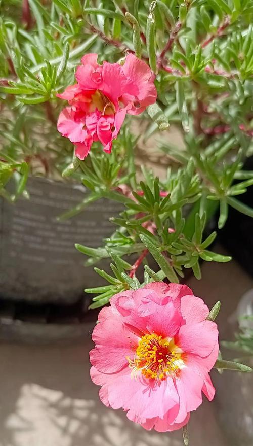 哪些花象征着“很菜”？它们的花语是什么？