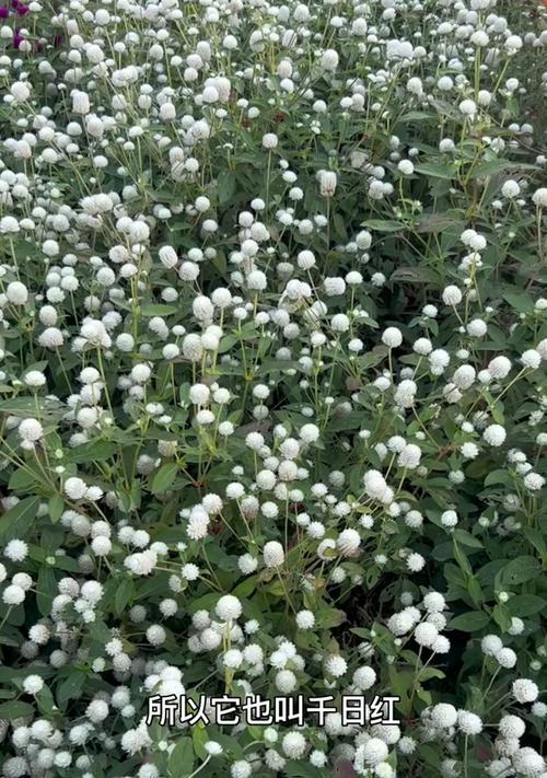 哪些花象征着“很菜”？它们的花语是什么？
